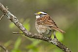 White-throated Sparrow