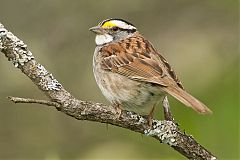 White-throated Sparrow