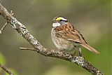 White-throated Sparrow