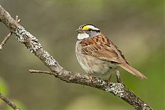 White-throated Sparrow