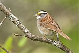 White-throated Sparrow