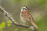 White-throated Sparrow