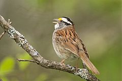 White-throated Sparrow