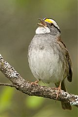 White-throated Sparrow