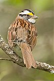 White-throated Sparrowborder=