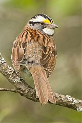 White-throated Sparrow