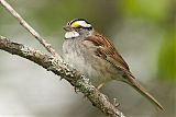 White-throated Sparrow