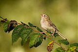 Field Sparrowborder=