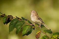 Field Sparrow