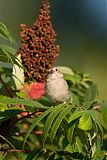 Field Sparrow