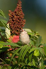 Field Sparrow