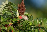 Field Sparrow