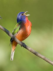 Painted Bunting