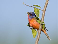 Painted Bunting