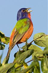 Painted Bunting