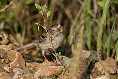 Field Sparrow