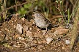 Field Sparrow