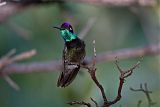 Magnificent Hummingbird