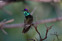 Rivoli's Hummingbird