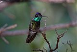 Magnificent Hummingbird