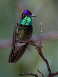 Magnificent Hummingbird