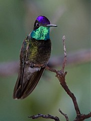 Rivoli's Hummingbird
