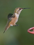 Rufous Hummingbird