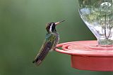 White-eared Hummingbird