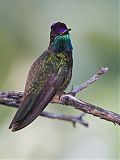 Magnificent Hummingbird