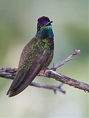 Rivoli's Hummingbird