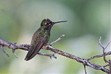 Magnificent Hummingbird