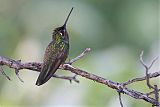 Magnificent Hummingbird