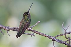 Rivoli's Hummingbird