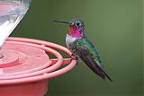 Broad-tailed Hummingbirdborder=