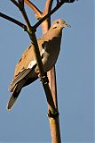 White-winged Doveborder=