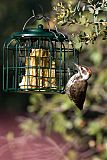 Arizona Woodpeckerborder=