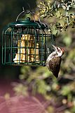 Arizona Woodpecker