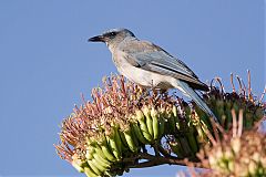 Mexican Jay