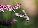 Broad-billed Hummingbirdborder=