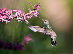 Broad-billed Hummingbird