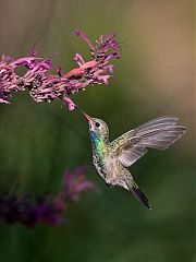 Broad-billed Hummingbird