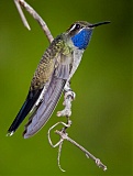 Blue-throated Hummingbird