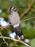 Blue-throated Hummingbird