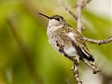 Ruby-throated Hummingbirdborder=