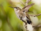 Ruby-throated Hummingbirdborder=