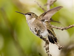 Ruby-throated Hummingbird