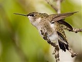 Ruby-throated Hummingbirdborder=