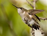 Ruby-throated Hummingbirdborder=