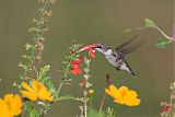 Ruby-throated Hummingbirdborder=