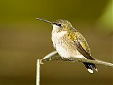 Ruby-throated Hummingbird